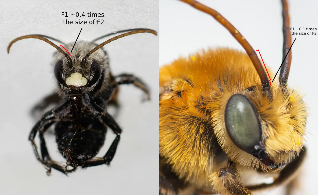 Melissodes desponsus