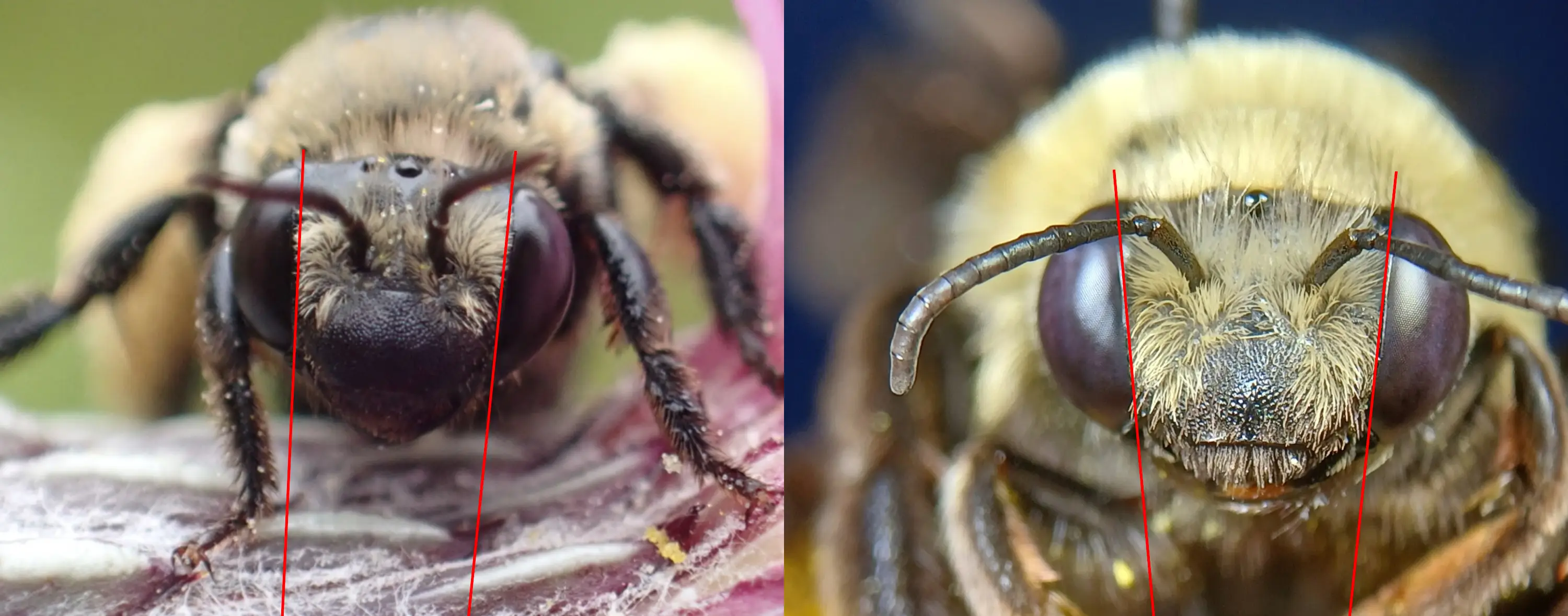 Melissodes desponsus