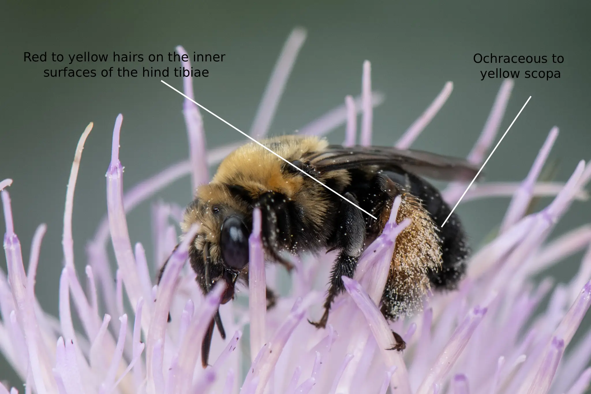 Melissodes desponsus