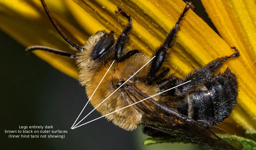 Melissodes desponsus