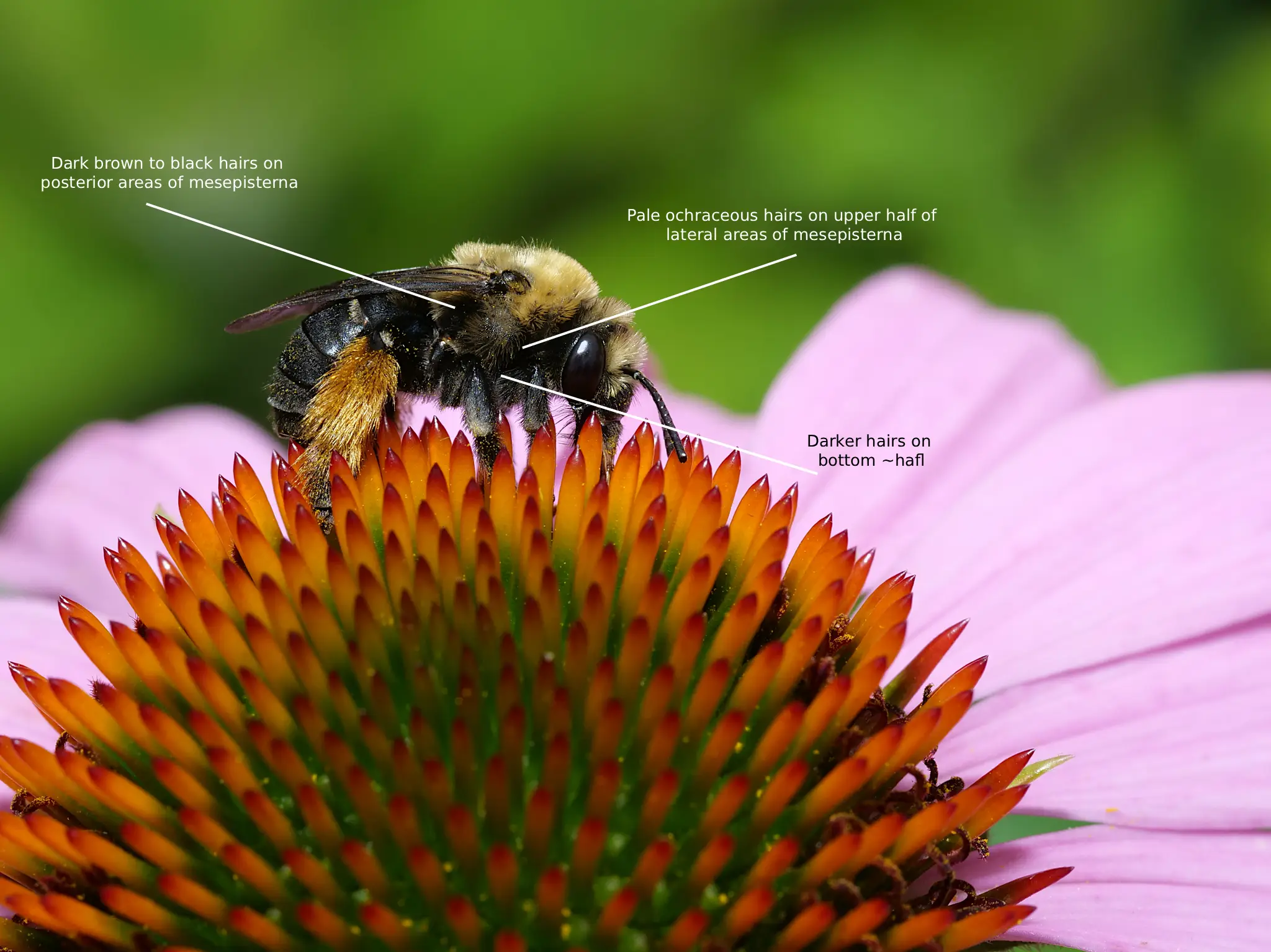 Melissodes desponsus