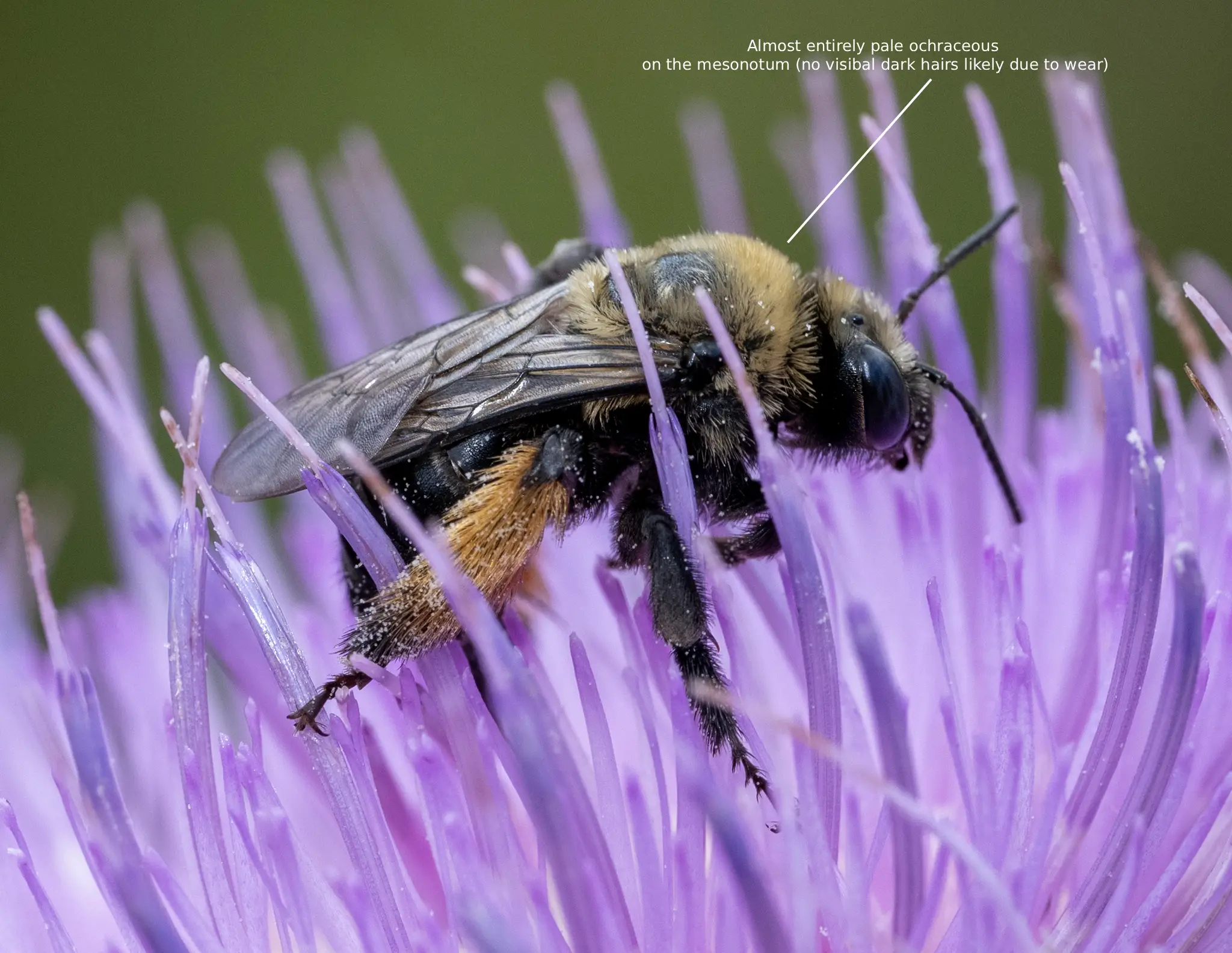 Melissodes desponsus