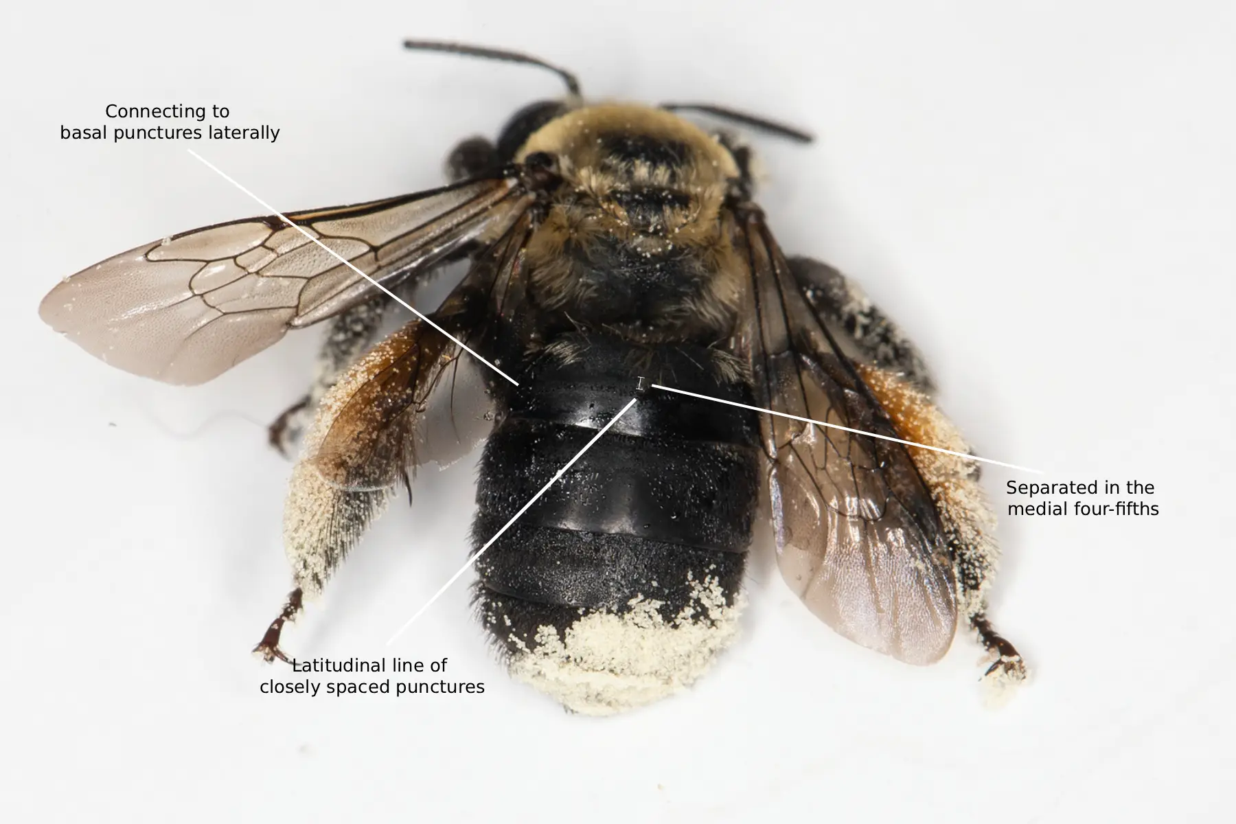 Melissodes desponsus