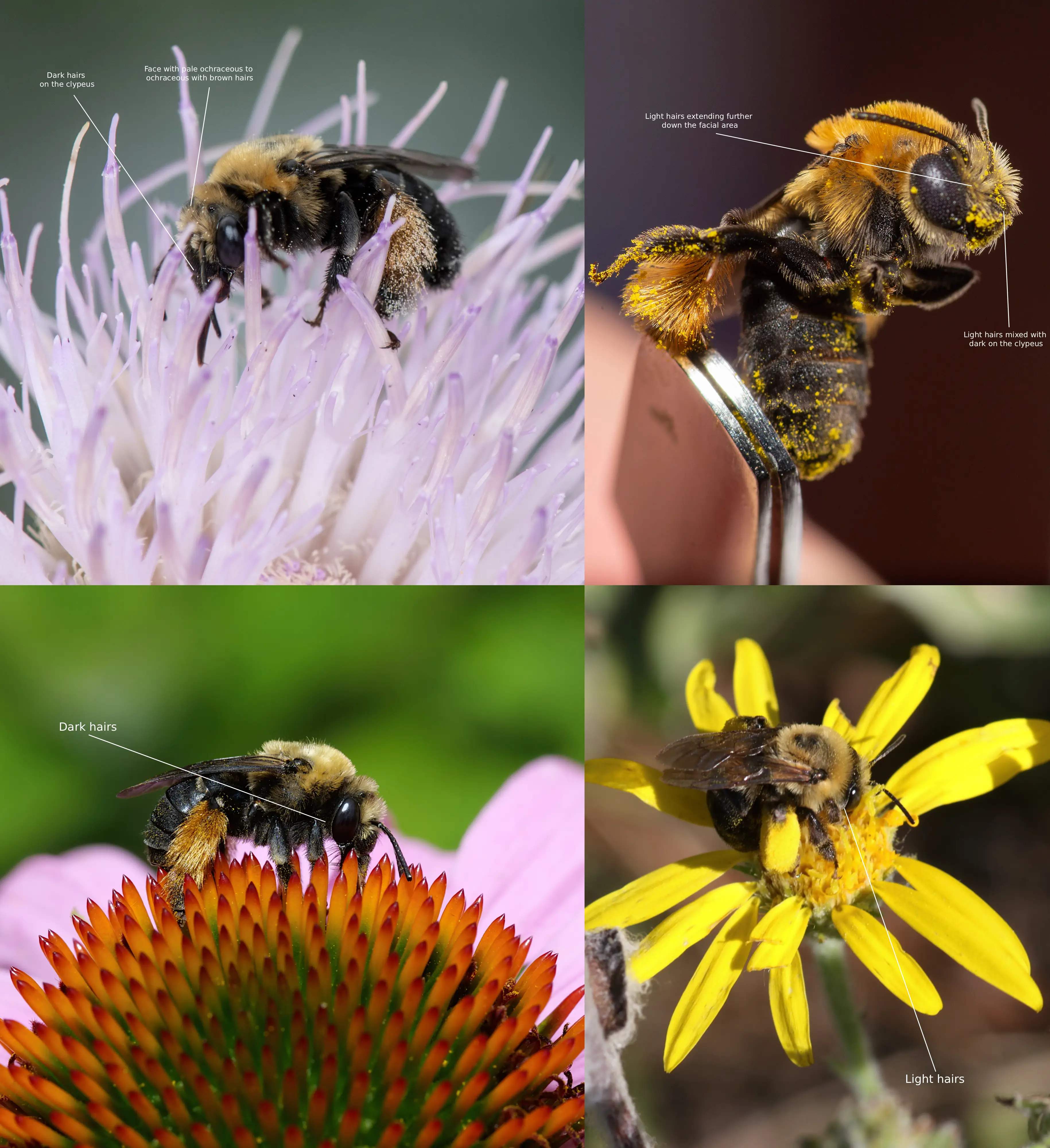 Melissodes desponsus vs. Melissodes dentiventris