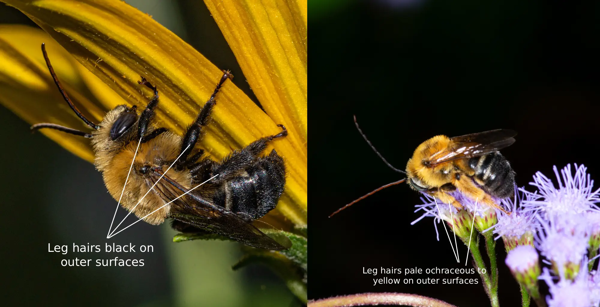 Melissodes desponsus vs. Melissodes dentiventris