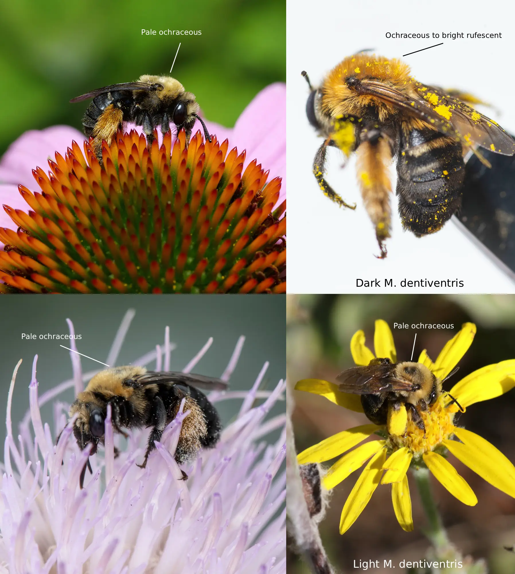 Melissodes desponsus vs. Melissodes dentiventris