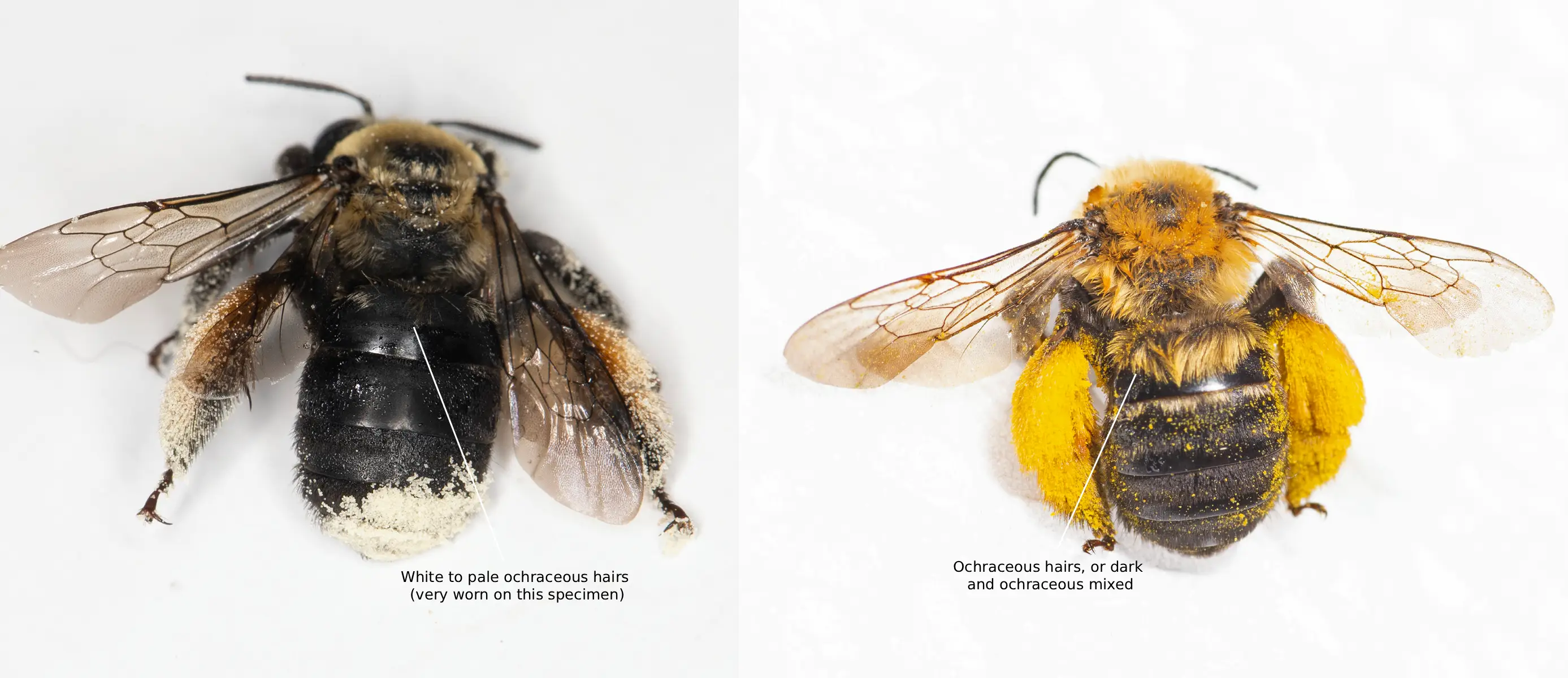 Melissodes desponsus vs. Melissodes dentiventris