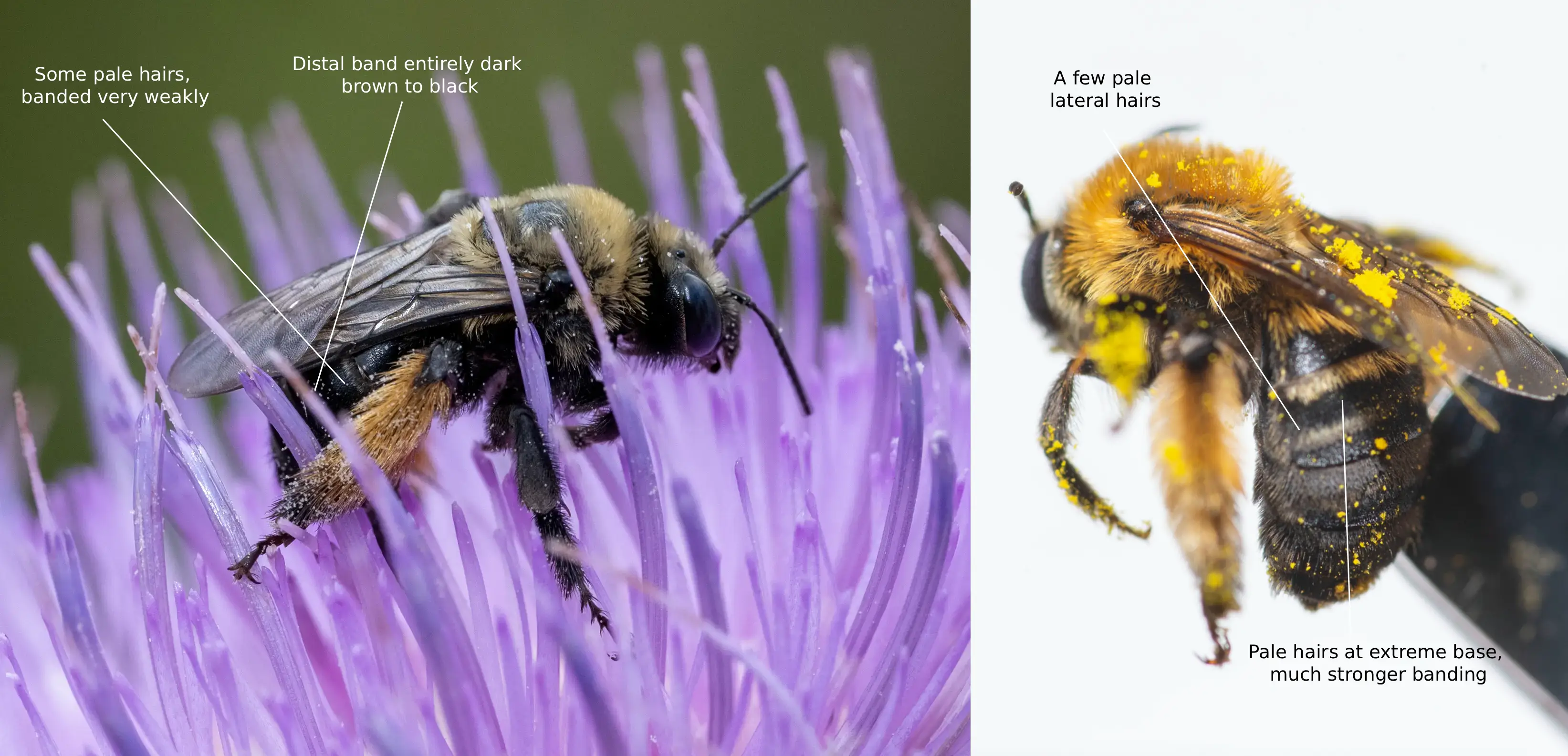 Melissodes desponsus vs. Melissodes dentiventris