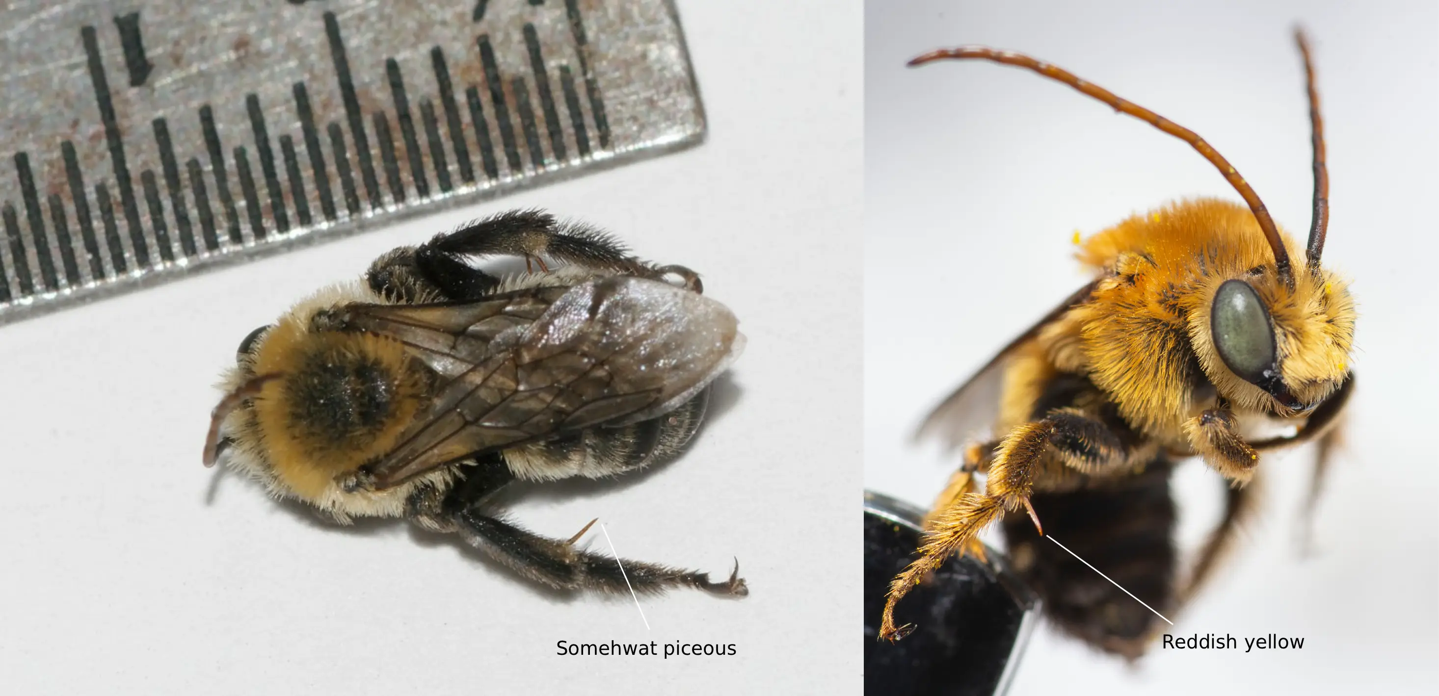 Melissodes desponsus vs. Melissodes dentiventris