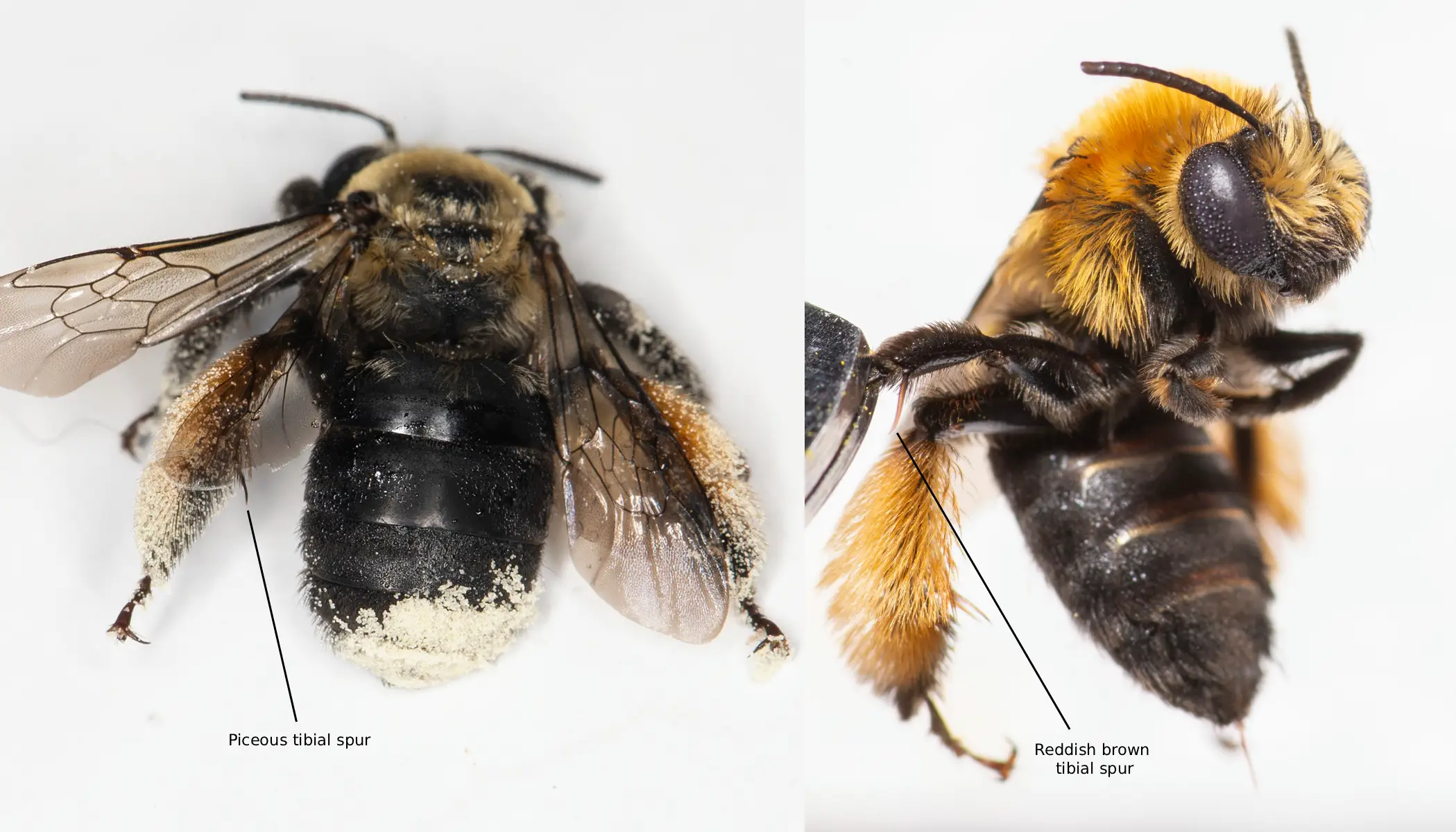 Melissodes desponsus vs. Melissodes dentiventris