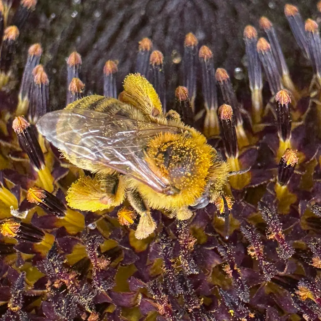 Melissodes agilis