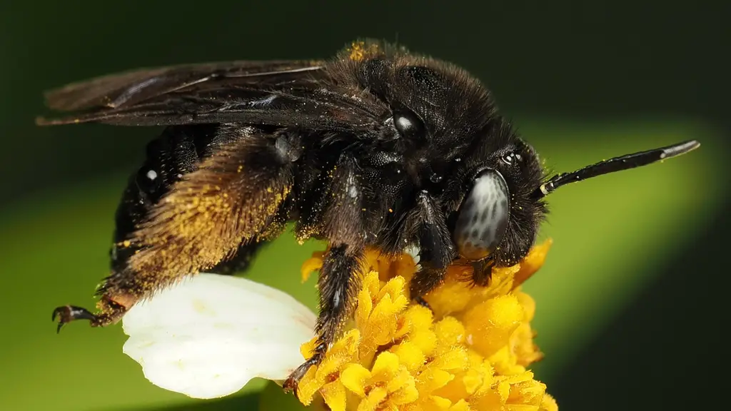Melissodes bimaculatus