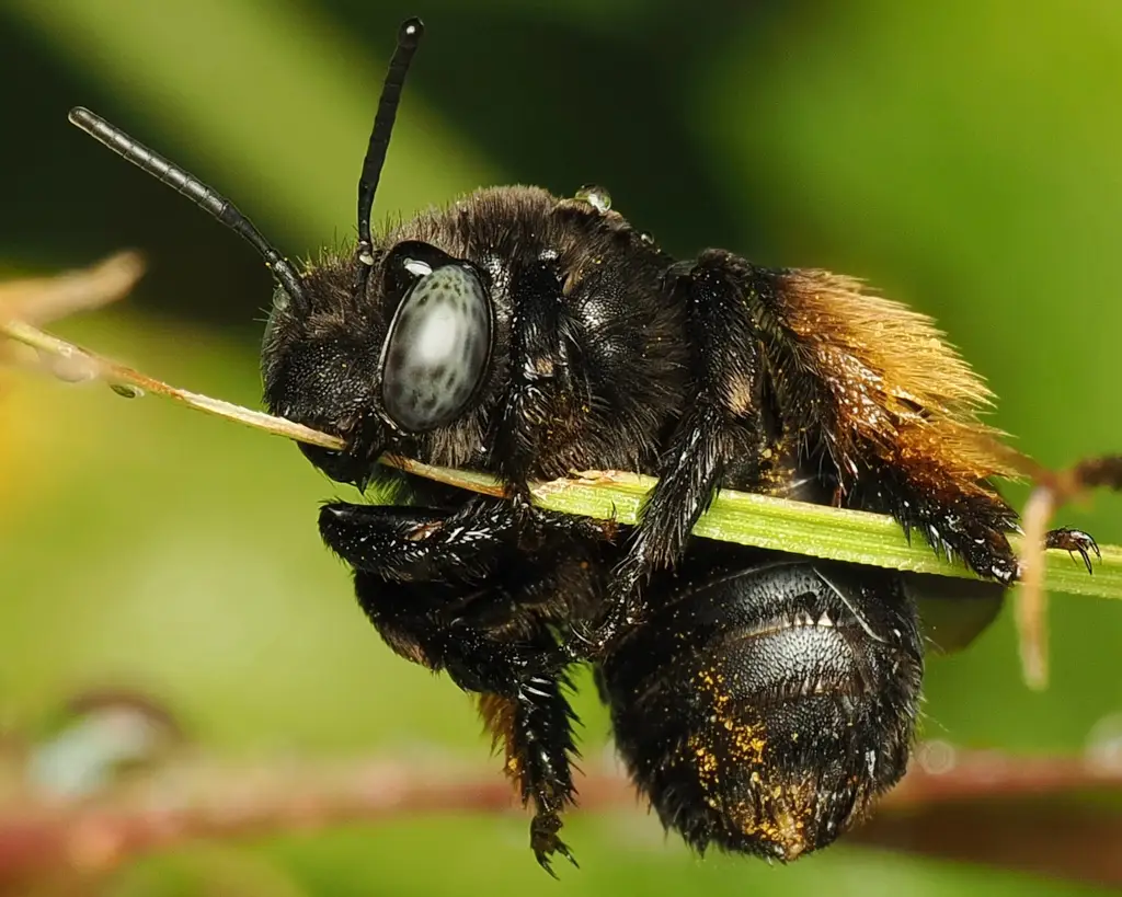 Melissodes bimaculatus