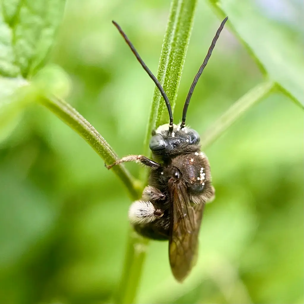 bee