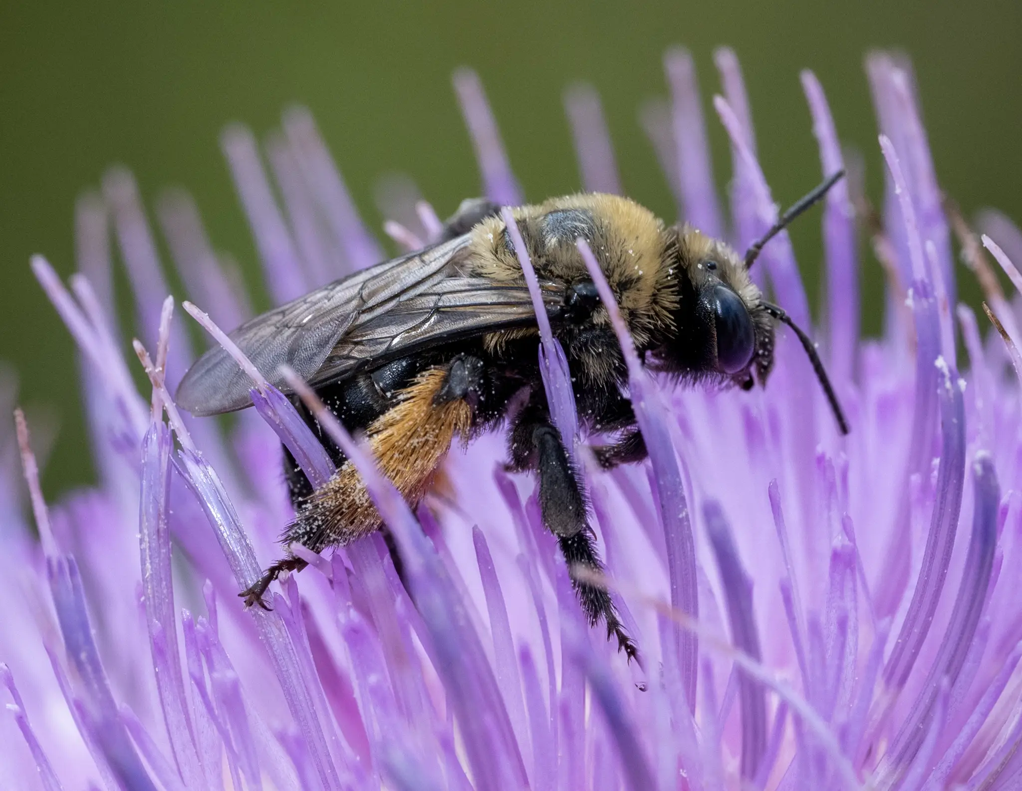 Melissodes desponsus