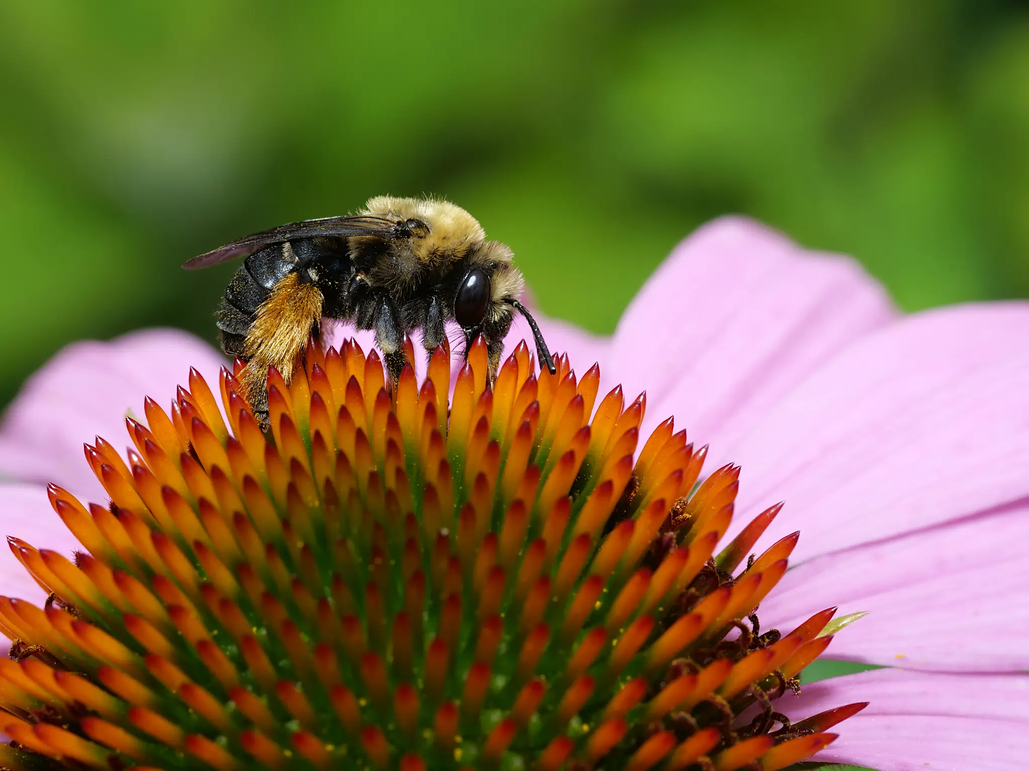 Melissodes desponsus