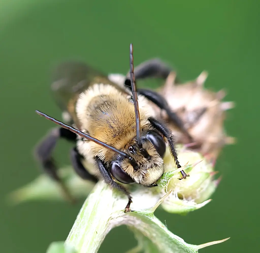 Melissodes desponsus