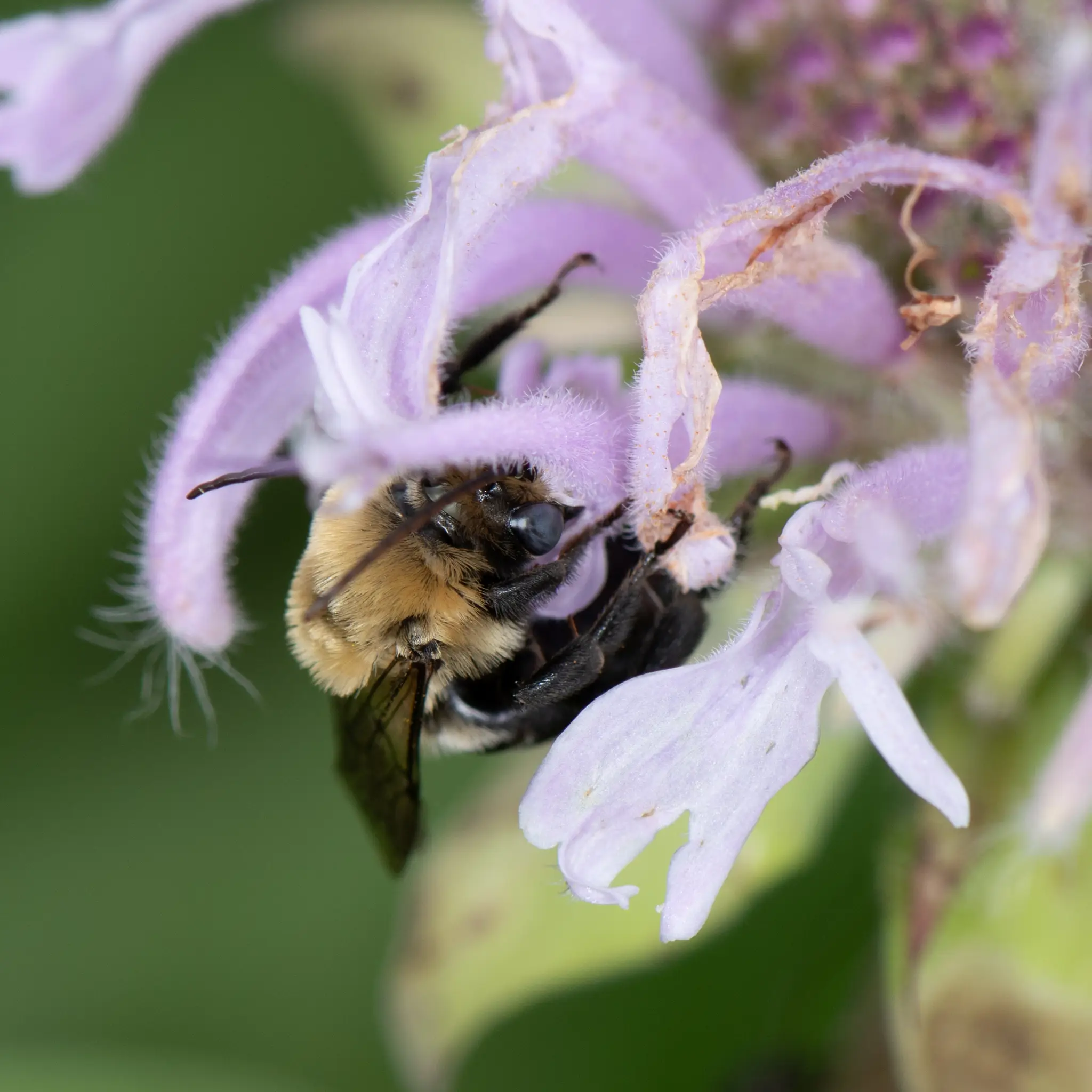 Melissodes desponsus