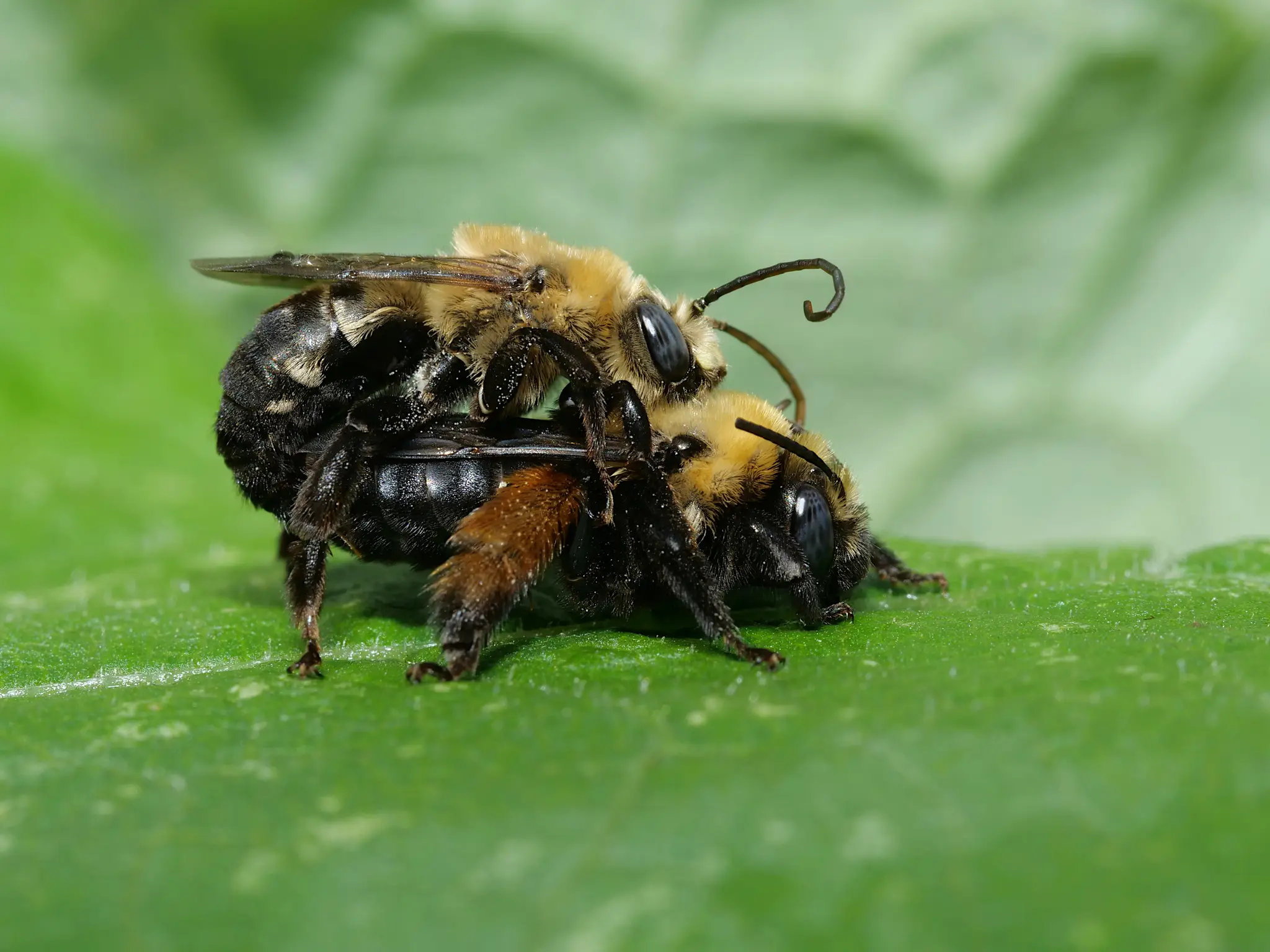 Melissodes desponsus